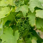 컨트리하우스 Quinta De Lourosa