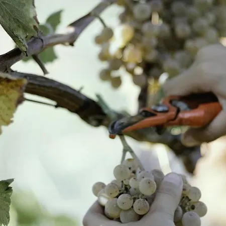 Quinta De Lourosa * 로우사다