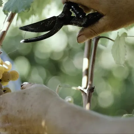 Kır Evi Quinta De Lourosa Lousada