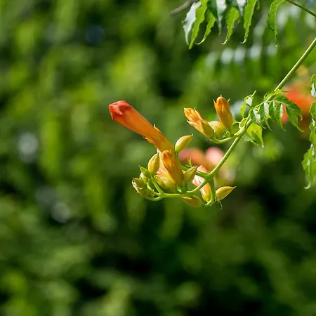 Kır Evi Quinta De Lourosa *