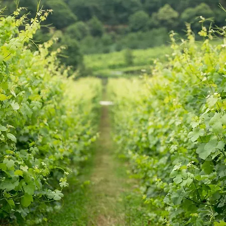 Kır Evi Quinta De Lourosa