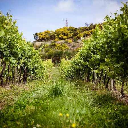 Quinta De Lourosa Kır Evi Lousada