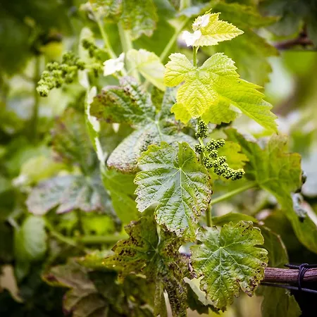 Kır Evi Quinta De Lourosa *