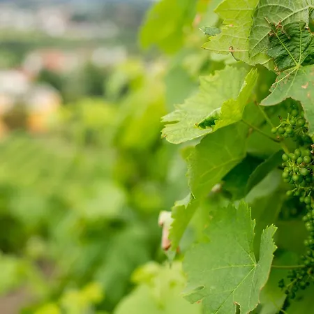 Kır Evi Quinta De Lourosa