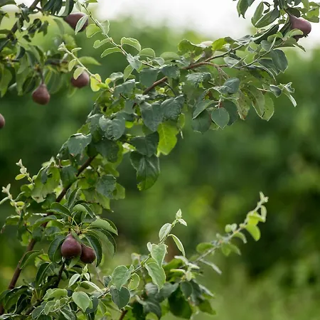 Quinta De Lourosa