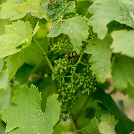 Landsted Quinta De Lourosa