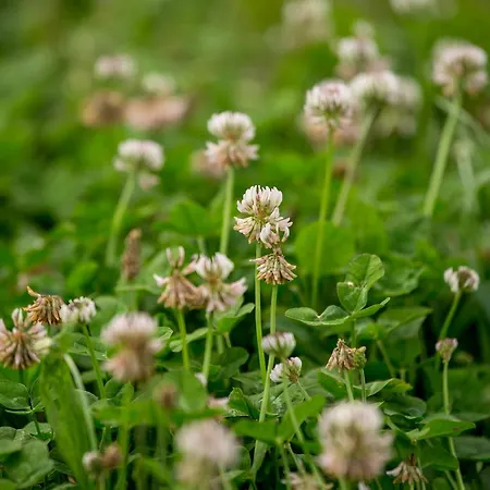 Kır Evi Quinta De Lourosa Lousada