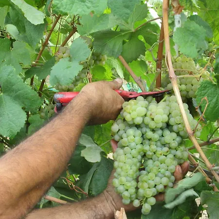 컨트리하우스 Quinta De Lourosa