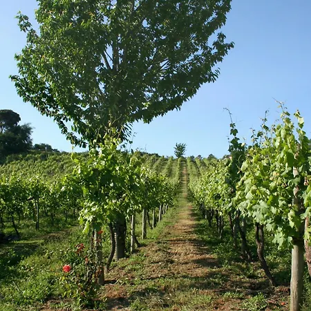 Kır Evi Quinta De Lourosa Lousada