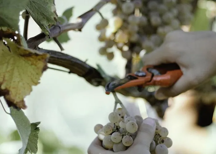 Quinta De Lourosa * Lousada