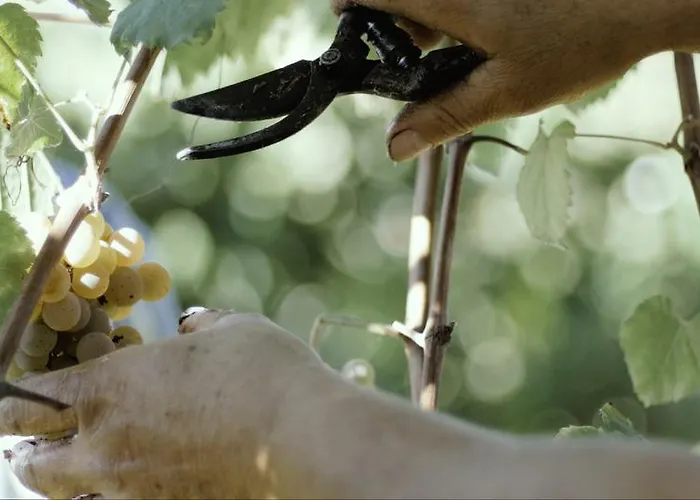 Hétvégi ház Quinta De Lourosa Lousada