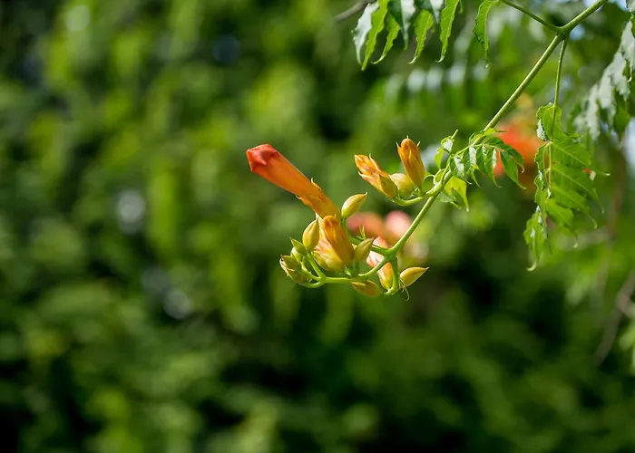 Hétvégi ház Quinta De Lourosa *