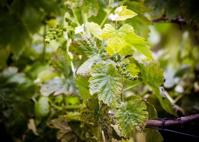 Lantställe Quinta De Lourosa *