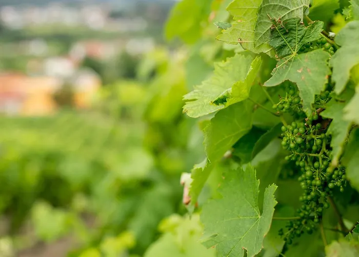 Hétvégi ház Quinta De Lourosa