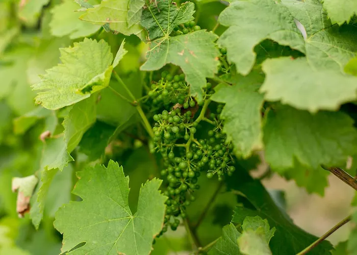 Hétvégi ház Quinta De Lourosa