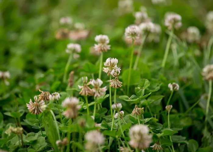 Hétvégi ház Quinta De Lourosa Lousada