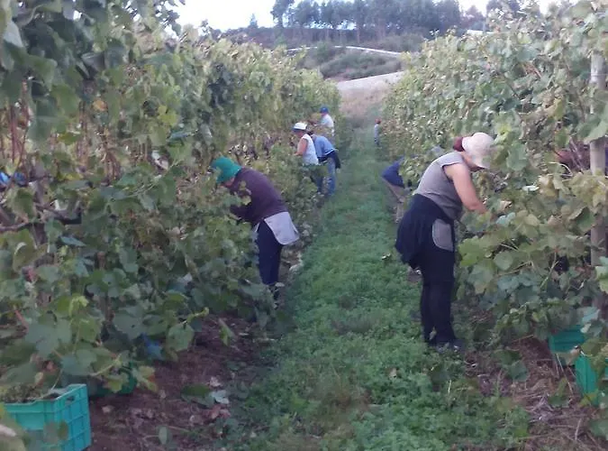 Lantställe Quinta De Lourosa Lousada