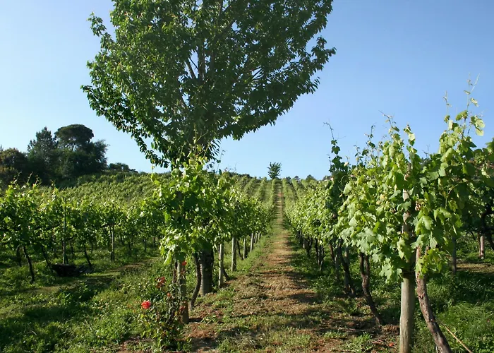 Lantställe Quinta De Lourosa Lousada
